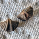 Brachiopods