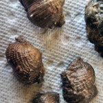 Brachiopods