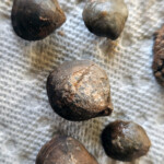 Clams