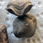 Brachiopod