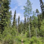 Along trail
