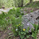 Cave Creek