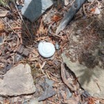 Snail shell