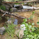 Cave Creek