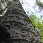 Upwards