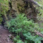 Vegetation