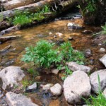 The stream