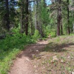 The trail