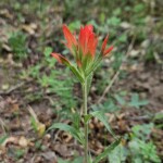 Paintbrush