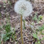 Dandylion