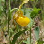 Yellow lady's slipper