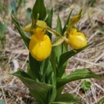Yellow lady's slipper