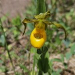 Yellow lady's slipper