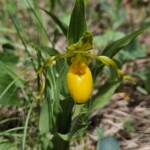 Yellow lady's slipper