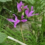 Shooting star