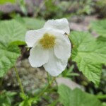 White flower