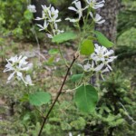 White flower