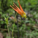 Red columbine