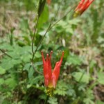 Red columbine