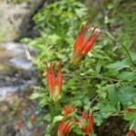Red columbine