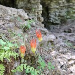 Red columbine