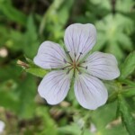Geranium
