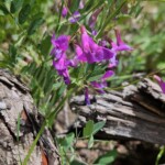 Purple flower