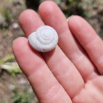 Snail shell