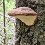 Ganoderma