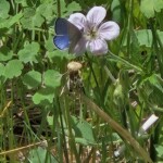 Blue on Geranium