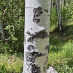 Aspen