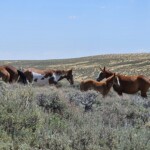 Wild Horses