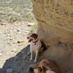 White Mountain Petroglyphs