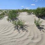 Killpecker Dunes