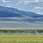 Trumpeter swans with cygnets