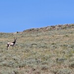 Pronghorn