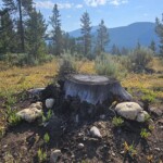 Stump with mushrooms