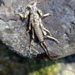 Stonefly exuvium