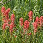 Indian Paintbrush