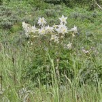 White columbines