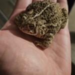 Woodhouse's toad