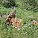 Bear damage to log