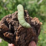 Hornworm (Sphingidae)