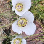 Sego Lily