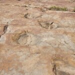 Dinosaur Trackway