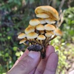 Armillaria mellea (Honey mushroom)