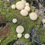 Lycoperdon