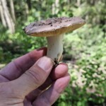 Russula