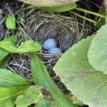 Junco nest