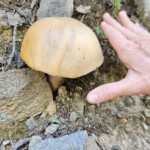 Bolete
